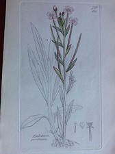 Epilobium Parviflora Planta Botánica Cobre Colores XIX Seg.English Botany