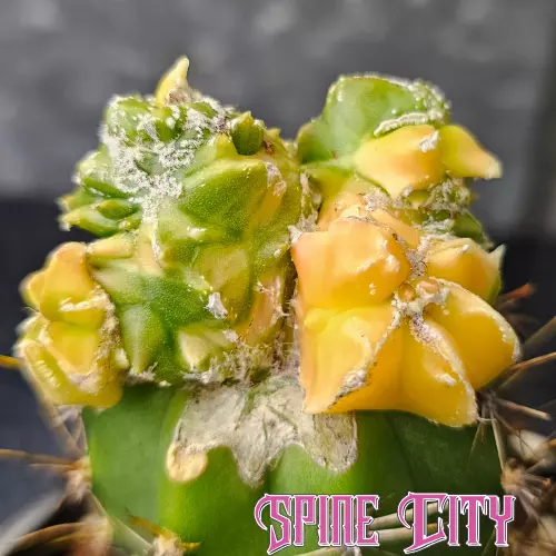 Astrophytum myriostigma cv. Hekiran Nishiki (Japan) - grafted cactus - Picture 1 of 7