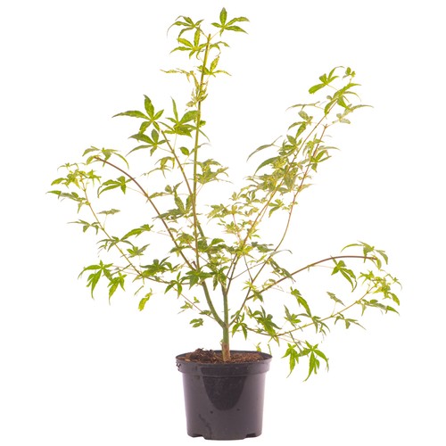 Acer Ukigumo Floating Cloud Maple Hardy Outdoor Tree Ornamental Plant in Pot - Picture 2 of 21