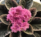 African Violet Plant ~ Hunter's Asystole — photo 1