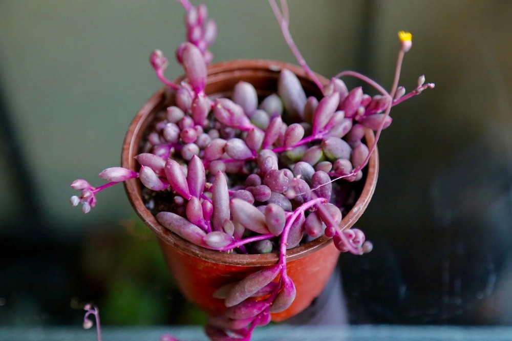 Ruby Necklace Othonna Capensis Trailing Succulent in 2