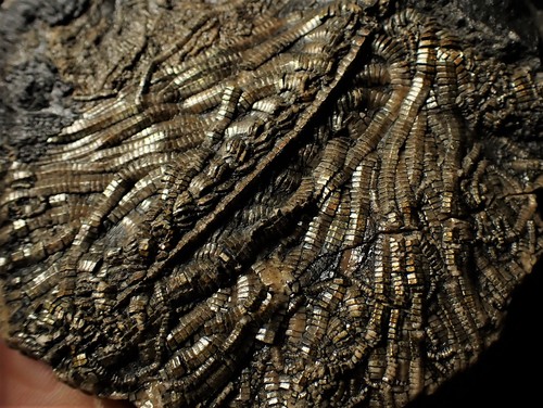 Large detailed crinoid fossil (86 mm) Charmouth Jurassic Coast UK minerals rocks - Picture 8 of 11