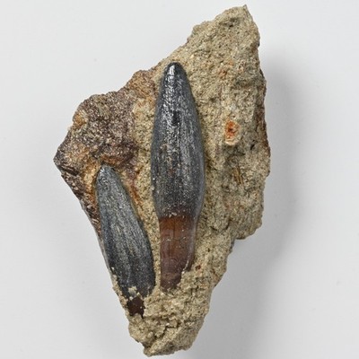 Lapparentosaurus Skull Fragment Sauropod Jurassic Madagascar Dinosaur Fossil