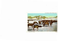 Elk Herd on Winter Feeding Grounds, Jackson Hole, WY Postcard