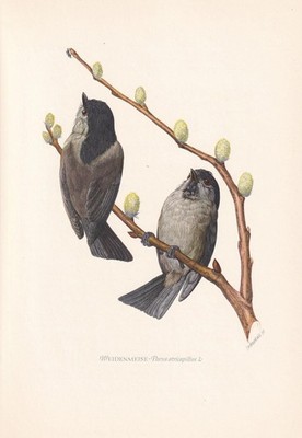 1954 WEIDENMEISE Vogel Druck - Vintage Vogel Wandkunst Dekor - 9,4 x 6,2 Zoll