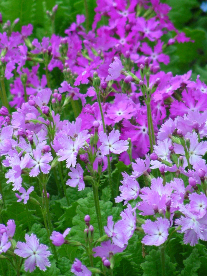 Primula Sieboldii : 60 Seeds : Sakurasou : Cherry Blossom Primrose  - Image 2 of 4