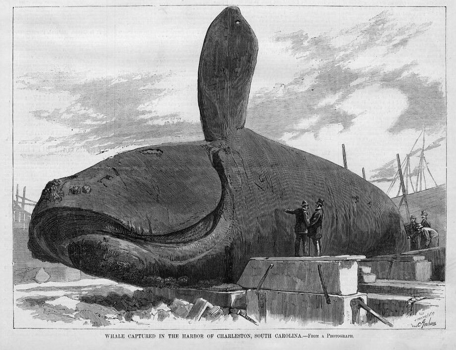 WHALE CAPTURED IN CHARLESTON HARBOR SOUTH CAROLINA WHALE ARCHIVES OF