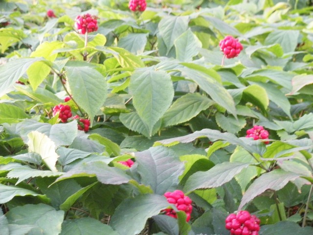 Stratified American Ginseng Seed 1 for sale online eBay