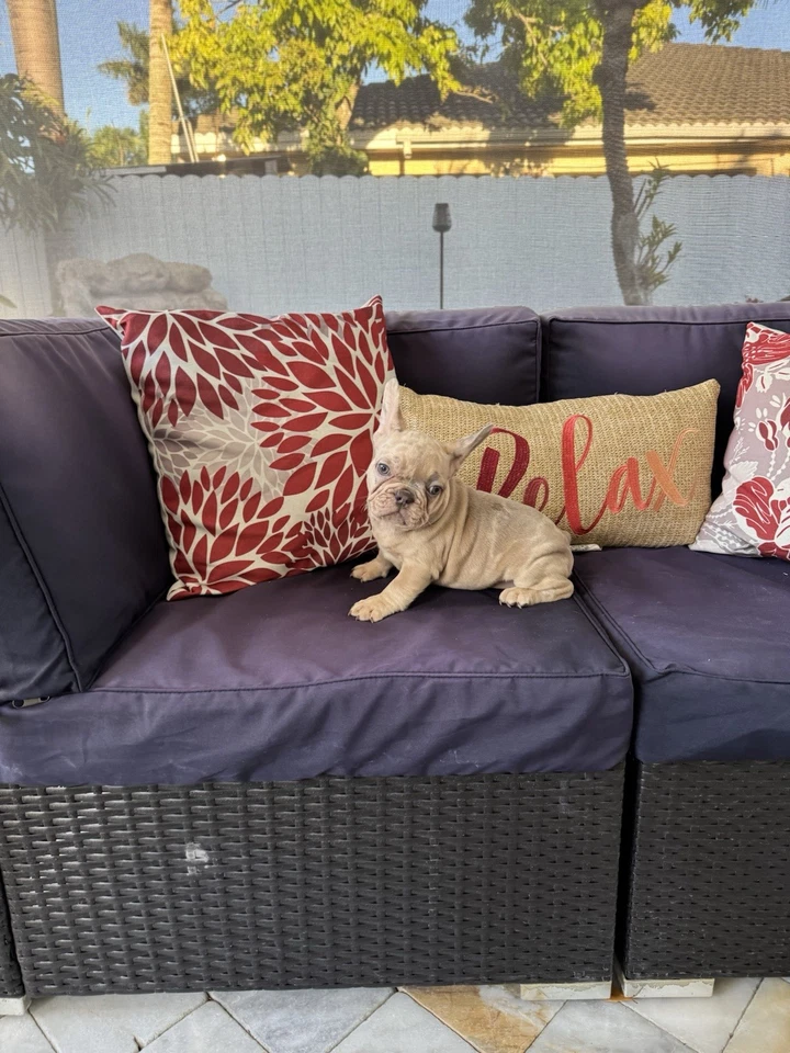 Cojines De Patio Con Peluche Para Terrazas De Patio  Foto 2 de 3