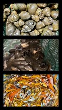 3 Combos Live 12 Lot Koi, 12 Lot tadpoles 12 Lot Snails For Koi Pond Garden PKF
