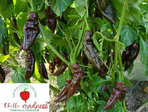 Aji Panca Chocolate Chilli Pepper Sustainably Grown in Australia 10 Seeds - Picture 3 of 10