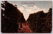 Postcard I - 15 Northwest Hop Field Posted ca 1909