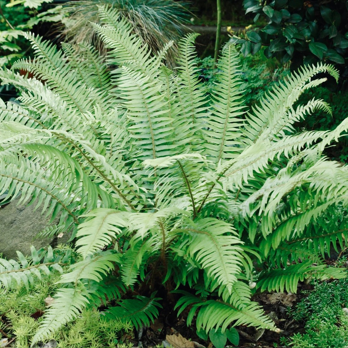 Western Sword Fern (P. munitum) 'Oregon Giant' COLD HARDY | eBay