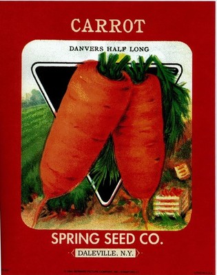 (8 x 10) Art Print FR239 Bernard Picture Co. Carrot Spring Seed Co. Daleville NY