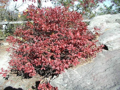 50 NORTHERN HIGHBUSH BLUEBERRY BUSH Fruit Berry Shrub Seeds *Flat S/H - Picture 4 of 10