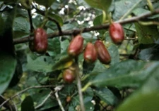 Nyssa ogeche OGEECHEE LIME TREE Seeds!