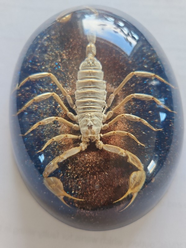 Lucite Resin Scorpion Paperweight