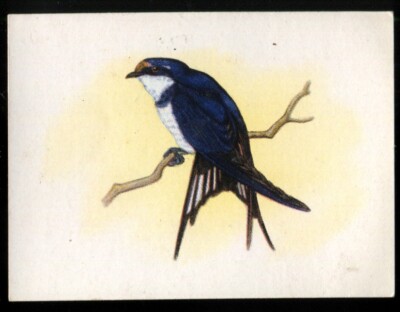 Tabakkarte, UTC, UNSERE SÜDAFRIKANISCHEN VÖGEL, 1942, groß, Weißkehlschwalbe, #95