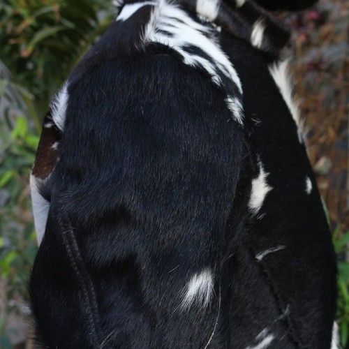 Men’s Cowhide Leather Jacket Hair-On Pony Skin Black White Spotted Western Coat - Picture 7 of 7