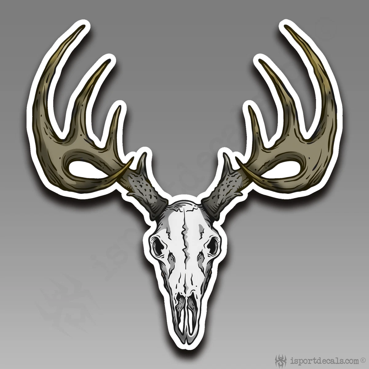 Whitetail Deer Skull Drawing