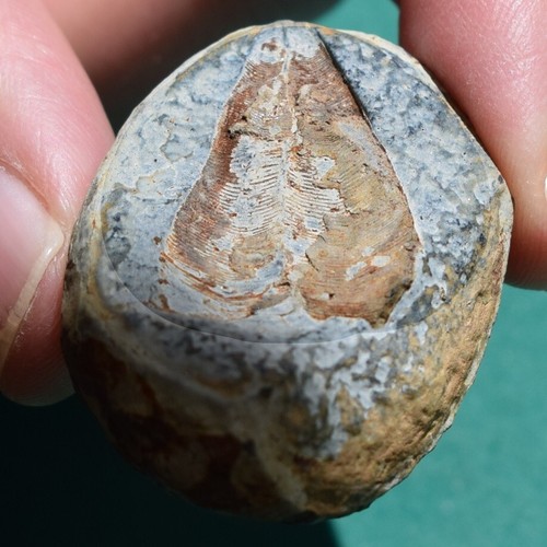 Beautiful Conularid Fossil Conulariid Ctenoconularia ulrichi Conularia Bolivia - Picture 4 of 8