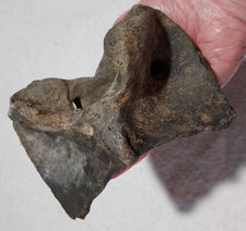 Bison Atlas Vertebra Bone Fossil