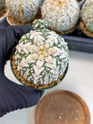 Astrophytum V-Type (at6) (b7) | Rare Star Cactus