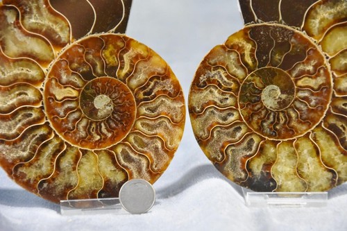 Large Ammonite Pair Great Crystals 5.0" 110myo Dinosaur age 128mm Fossil 4305ee - Picture 2 of 7