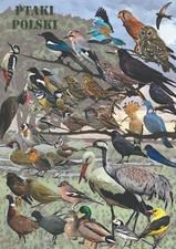 Ptaki polski - dekoracyjny plakat A1 + plakat GRATIS + darmowa wysyłka!