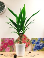 Elegant Spineless Yucca Elephantipes House Plant in White Ceramic Pot & Topping