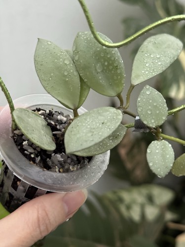 Hoya Lacunosa Silver Mint Coin🪙 (Very Rare)~Established Indoor/Outdoor Plant☘️ - Picture 3 of 7