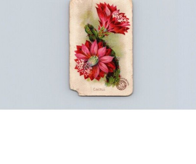 1880s-90s Arm & Hammer Beautiful Flowers No 30 Cactus