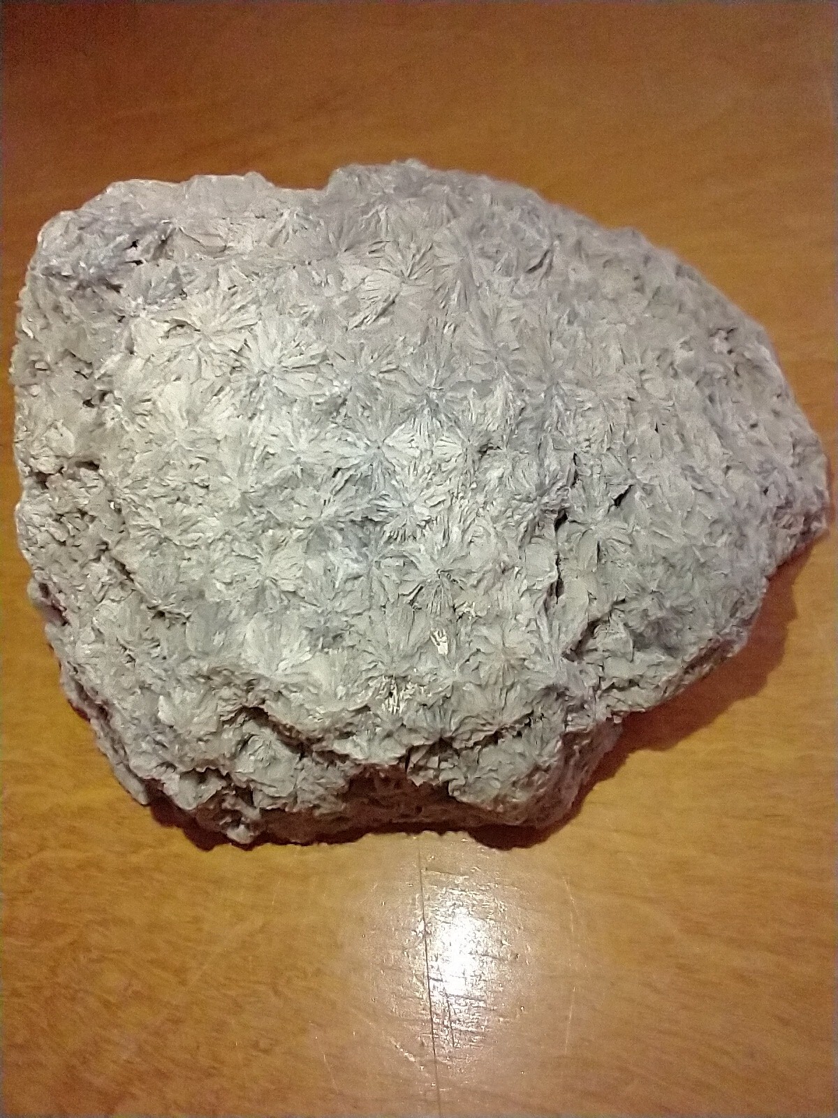 Tampa Bay Florida Agatized Coral Geode Beautiful Shades of Gray Cut