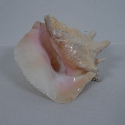 Giant Natural Queen Conch Seashell Vintage 8