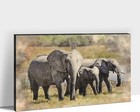 Wall Art Picture Canvas  24x16 Inch  Walking Elephant Animal  Print Wall Décor