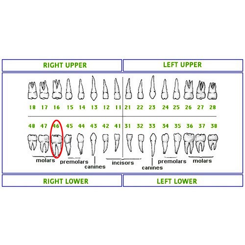 Columbia 860 Style Dental Typodont Model Licensing Exam 32 Pcs Removable Teeth - Picture 43 of 46