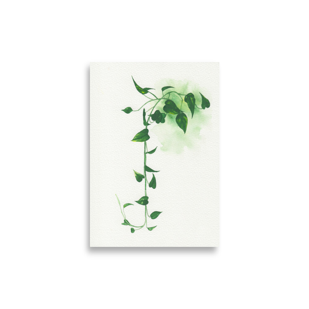 philodendron ghost florida Philodendron Florida Ghost main image 0