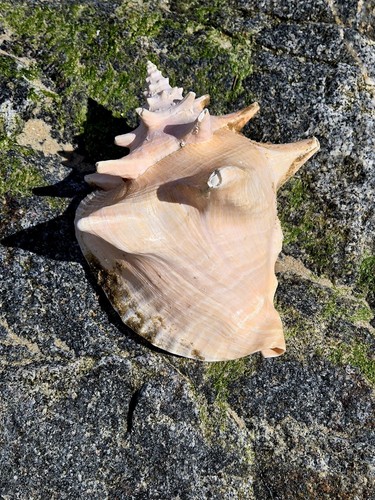 9" Queen Helmet Conch Sea Shell Large Horn Cassis Cornuta Pink Interior - Picture 11 of 16