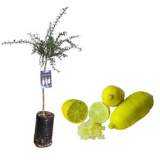 Pianta di Finger Lime/Caviale di limone - Frutto Giallo - H100 inclusa fitocella