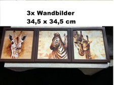 3x Afrika Giraffen Zebra eingerahmt Wand Bilder
