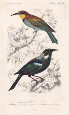 1861 BIENENFRESSER & TUI Vogeldruck - antike Wandkunst - 5,75 x 9,75 cm