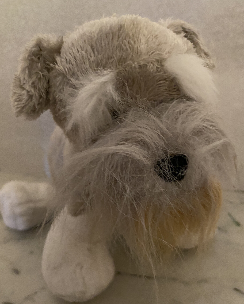 How To Keep Miniature Schnauzer Beard White