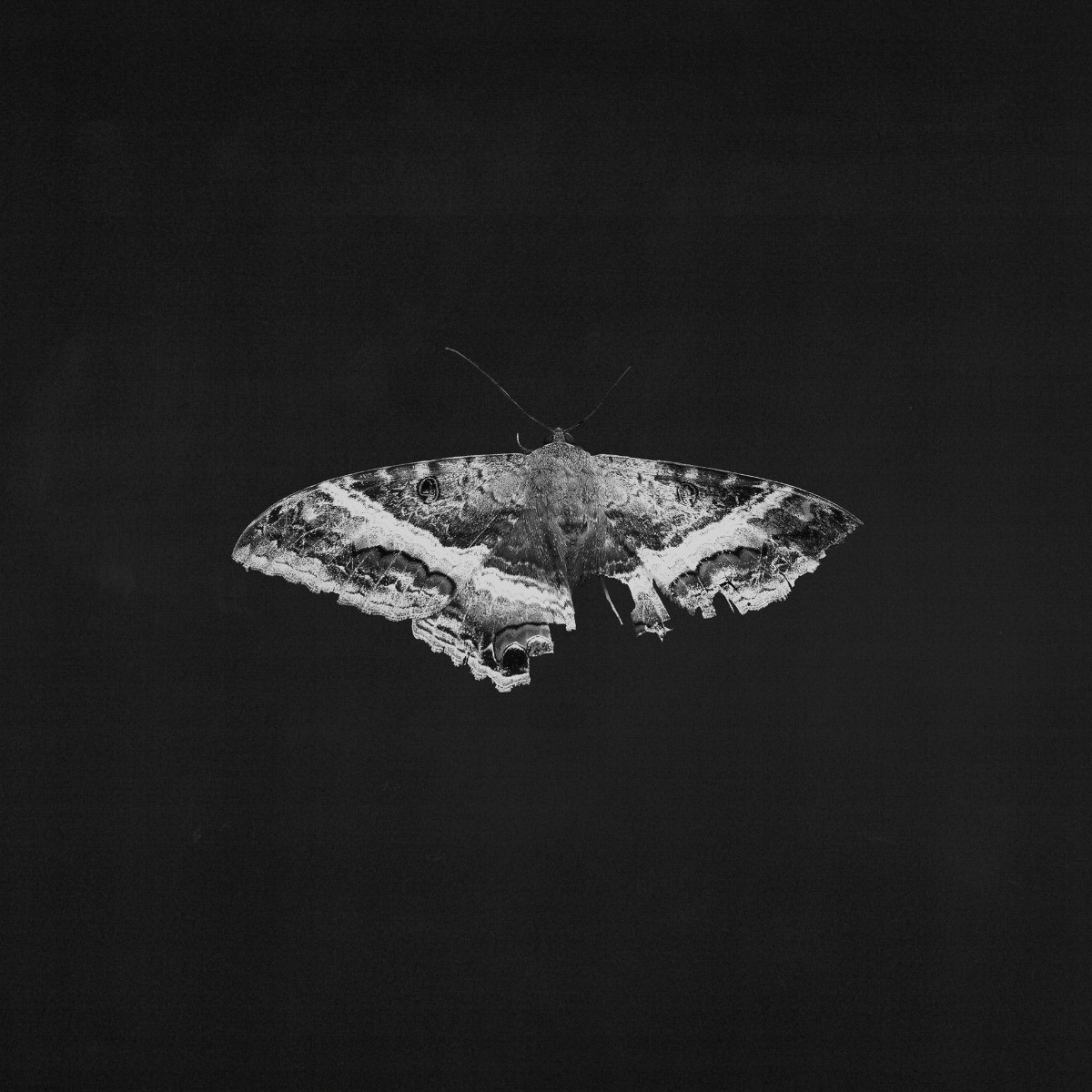 Kendrick Lamar - To Pimp A Butterfly (2 LP 10 Year