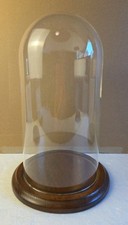 11  x5.5  Glass Dome Bell Jar/Cloche Specimen Display Case Wood Base Clear EUC 