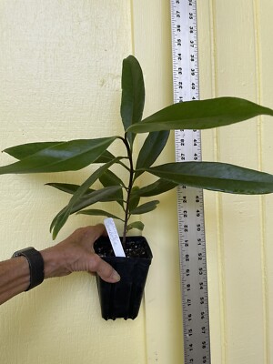 wie oft düngt man rhododendron Rhododendron Dünger flüssig 5 L