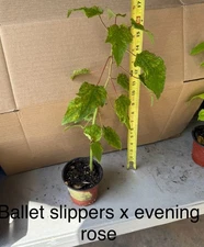 Hardy Hibiscus cross: Summerific Ballet Slippers x Summerific Evening Rose