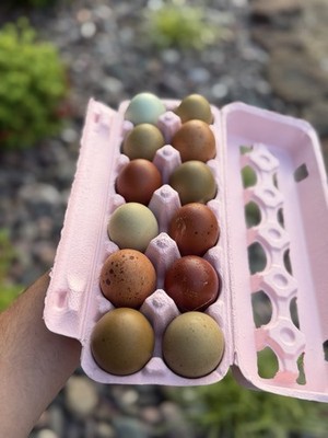 Hatching Eggs (BCM, Silverudd's Blue, Olive Eggers, Frizzle Easter Eggers)