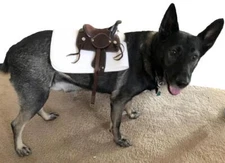 Western Black Tan Brown Leather Dog Toy Souvenir Costume Saddle -5" belly strap