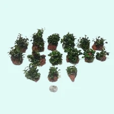 BUY 2 GET 1 FREE ANUBIAS On Lava Rock (Small Lava Rock)  Aquarium Plant