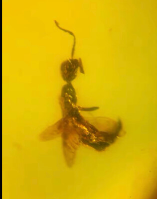 Burmite Fossil Cretaceous amber honeybee insect Burmese Fossil amber  Myanmar